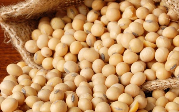 Full Fat Soybean Production