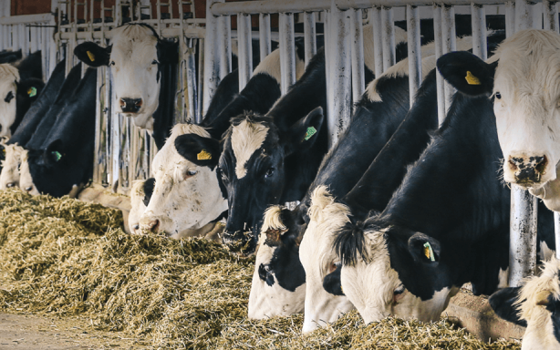 Durdu Gürdal Livestock R&D Centre (Cattle Dairy and Fattening Business)